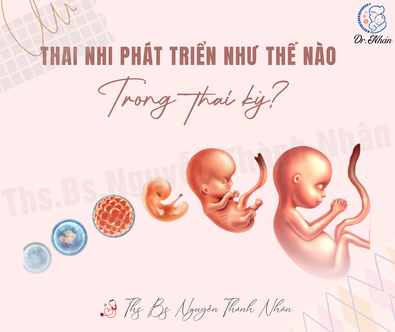 THAI NHI PHÁT TRIỂN NHƯ THẾ NÀO TRONG THAI KỲ?