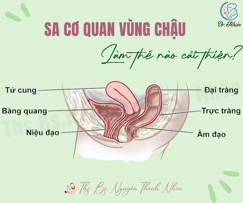 SA CƠ QUAN VÙNG CHẬU